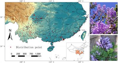 Prediction of the potential distribution area of Jacaranda mimosifolia in China under climate change using the MaxEnt model